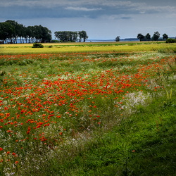 Österlen